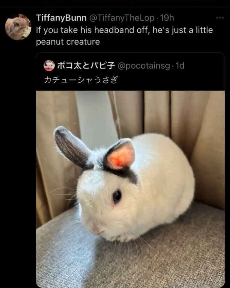 TiffanyBunn @TiffanyTheLop 19h If you take his headband off, he's just a little peanut creature カチューシャうさぎ @pocotainsg.1d