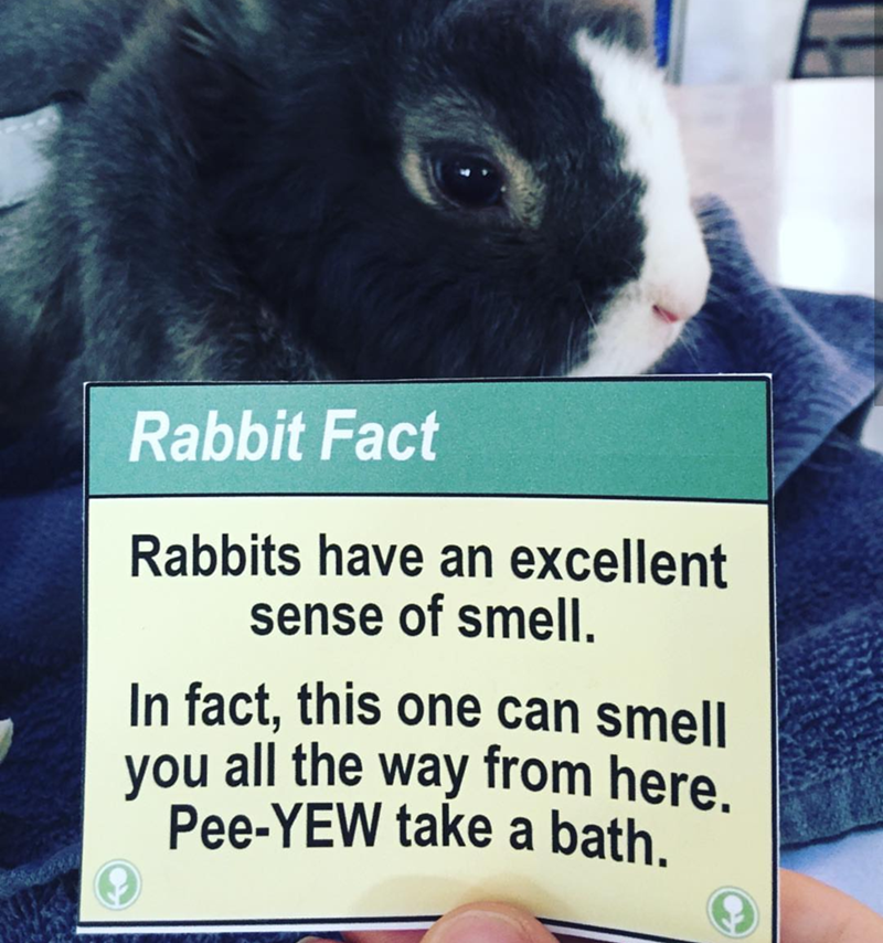 Rabbit Fact Rabbits have an excellent sense of smell. In fact, this one can smell you all the way from here. Pee-YEW take a bath.