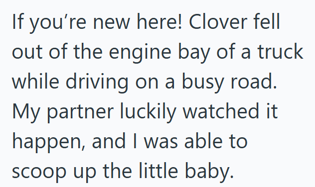If you're new here! Clover fell out of the engine bay of a truck while driving on a busy road. My partner luckily watched it happen, and I was able to scoop up the little baby.