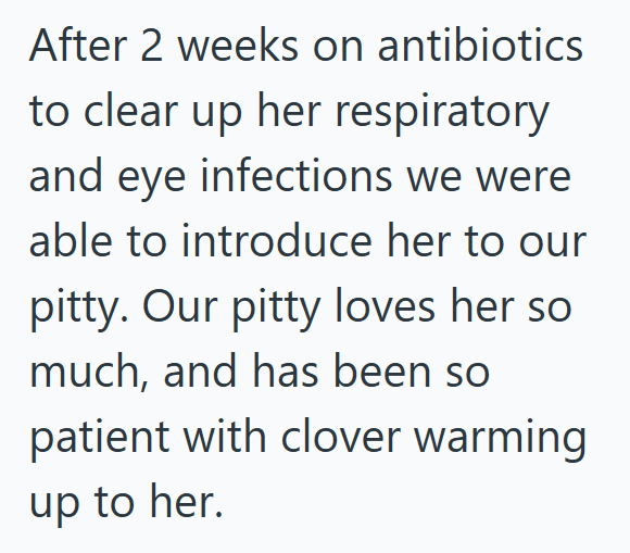 After 2 weeks on antibiotics to clear up her respiratory and eye infections we were able to introduce her to our pitty. Our pitty loves her so much, and has been so patient with clover warming up to her.