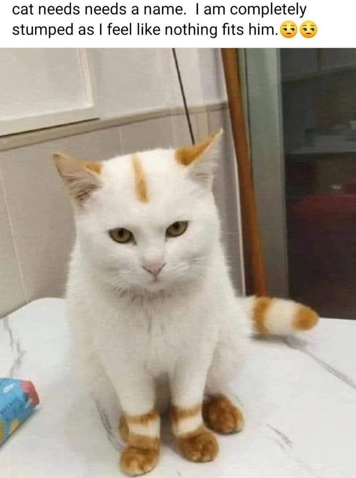 648405 cat needs needs a name. I am completely stumped as I feel like nothing fits him.