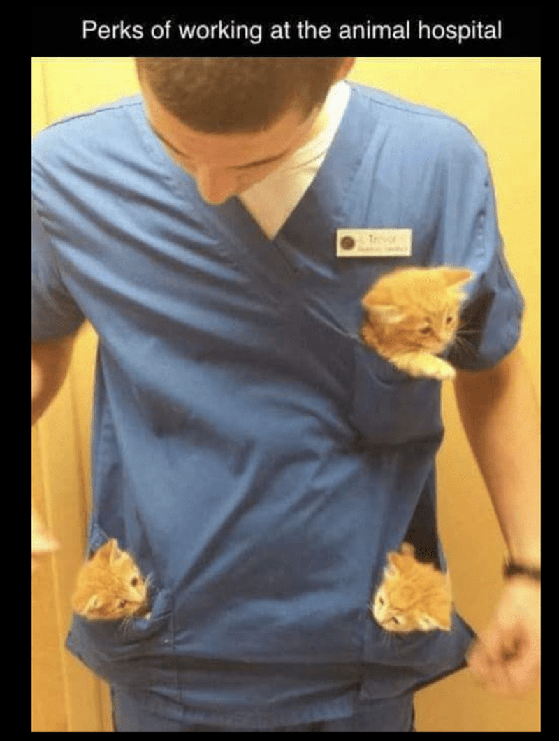 Perks of working at the animal hospital Trevor