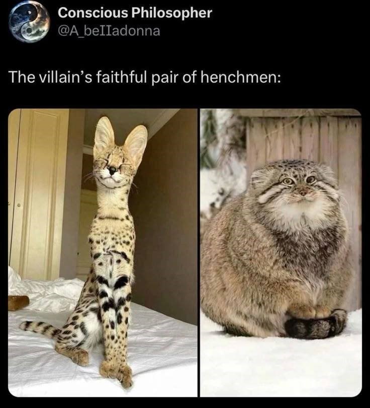 Conscious Philosopher @A_belladonna The villain's faithful pair of henchmen: