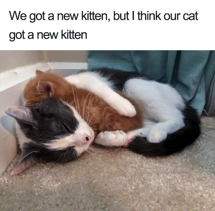 We got a new kitten, but I think our cat got a new kitten