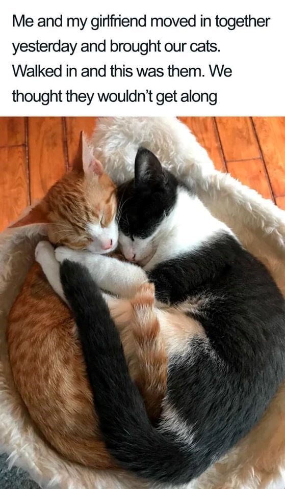 Me and my girlfriend moved in together yesterday and brought our cats. Walked in and this was them. We thought they wouldn't get along