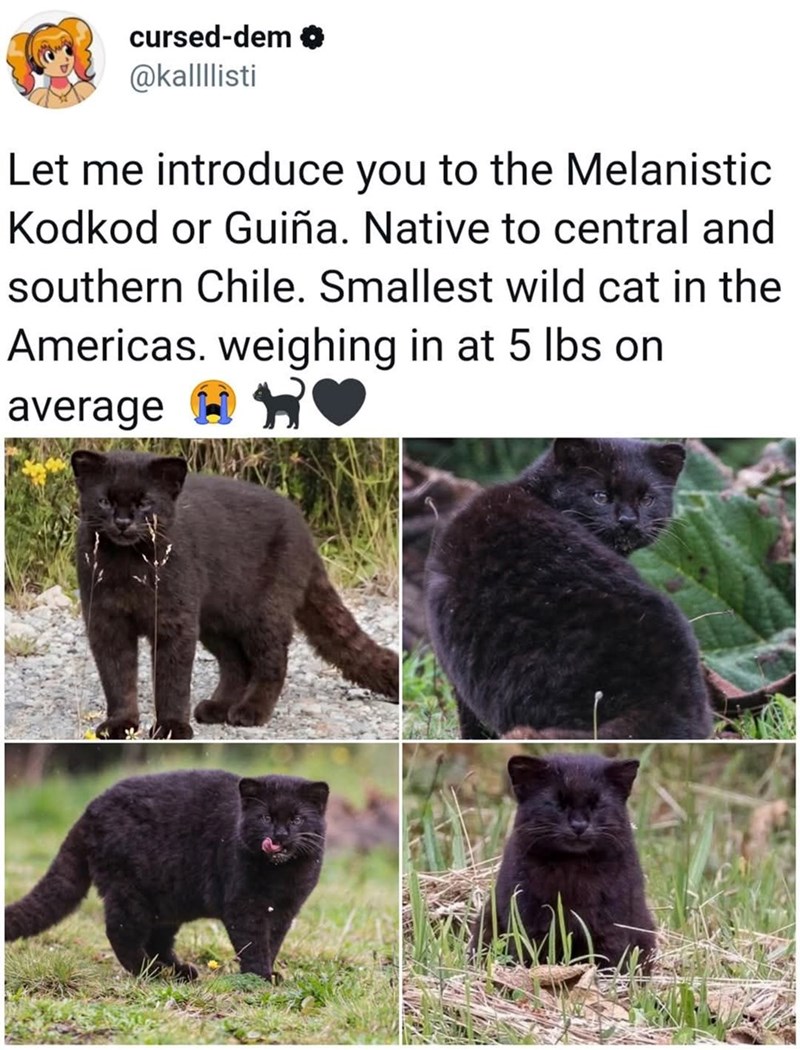cursed-dem @kallllisti Let me introduce you to the Melanistic Kodkod or Guiña. Native to central and southern Chile. Smallest wild cat in the Americas. weighing in at 5 lbs on average
