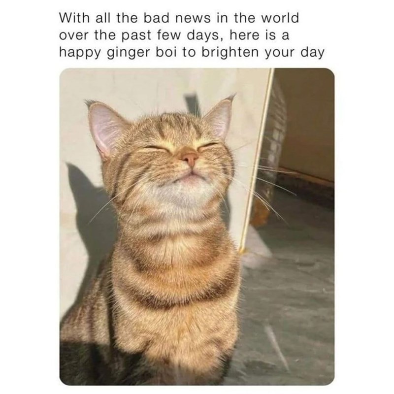 With all the bad news in the world over the past few days, here is a happy ginger boi to brighten your day
