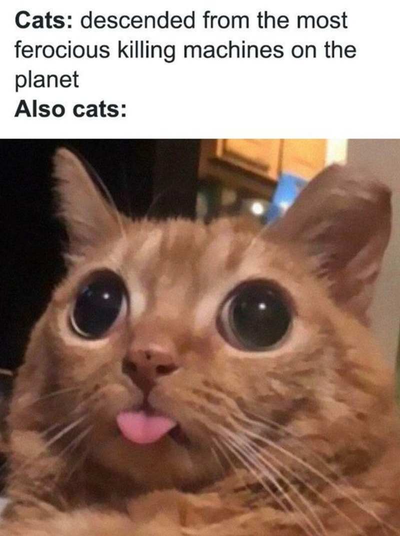 Cats: descended from the most ferocious killing machines on the planet Also cats: