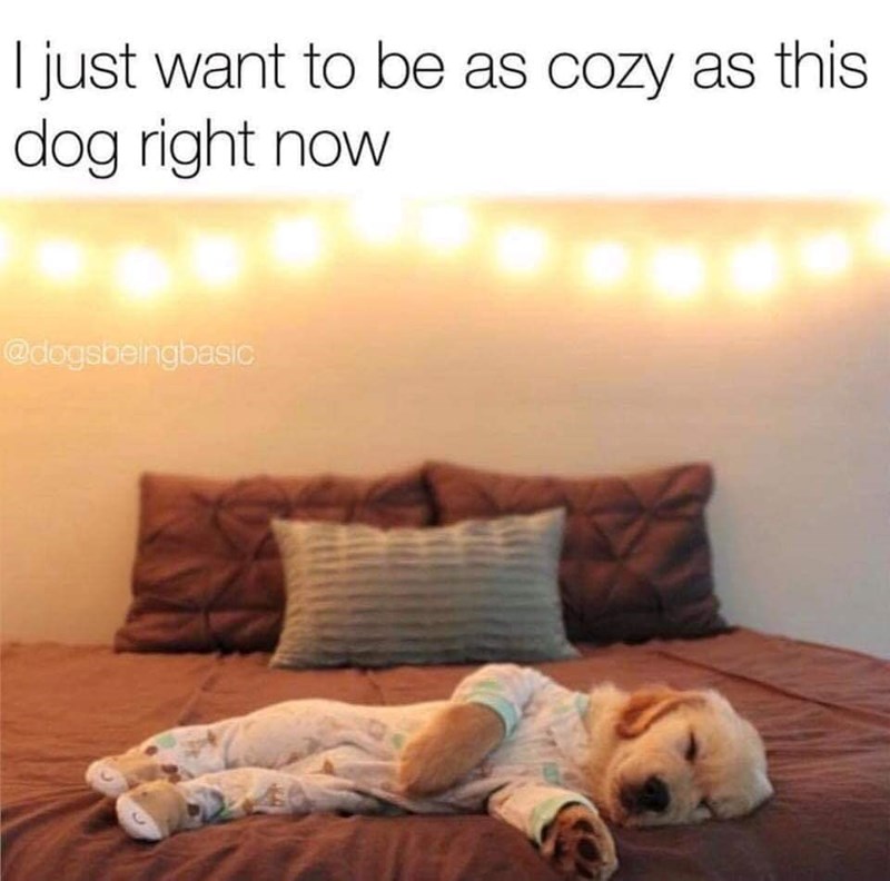I just want to be as cozy as this dog right now. @dogsbeingbasic