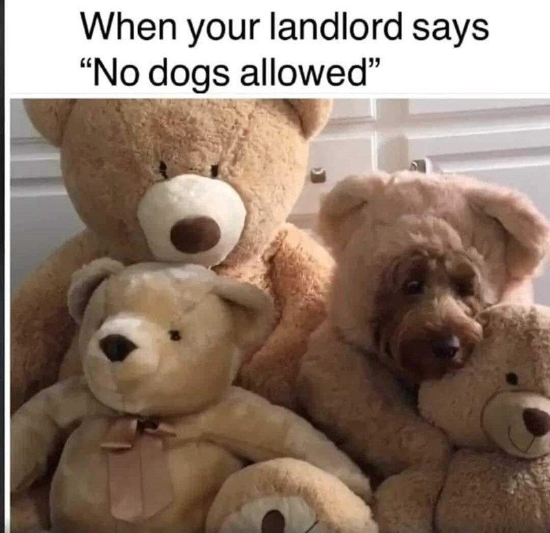 When your landlord says "No dogs allowed"
