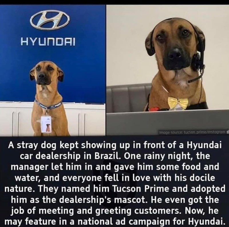 HYUNDAI Image source: tucson prime/instagram A stray dog kept showing up in front of a Hyundai car dealership in Brazil. One rainy night, the manager let him in and gave him some food and water, and everyone fell in love with his docile nature. They named him Tucson Prime and adopted him as the dealership's mascot. He even got the job of meeting and greeting customers. Now, he may feature in a national ad campaign for Hyundai.