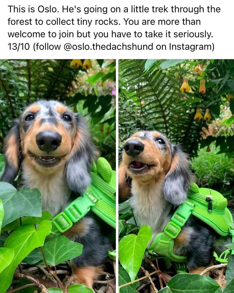 This is Oslo. He's going on a little trek through the forest to collect tiny rocks. You are more than welcome to join but you have to take it seriously. 13/10 (follow @oslo.thedachshund on Instagram) 00