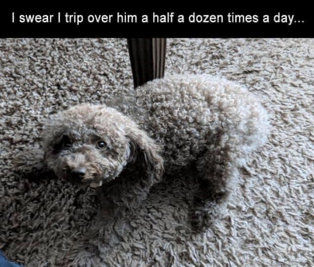 I swear I trip over him a half a dozen times a day...