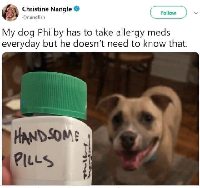 Christine Nangle @nanglish Follow My dog Philby has to take allergy meds everyday but he doesn't need to know that. HANDSOME PILLS