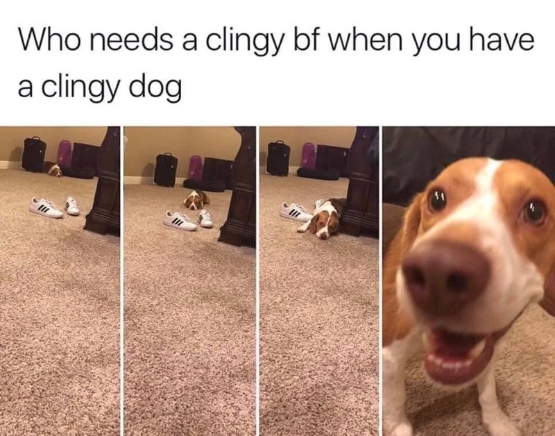 Who needs a clingy bf when you have a clingy dog
