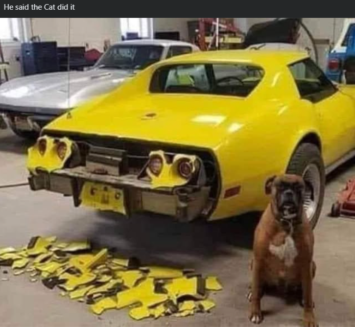 He said the Cat did it