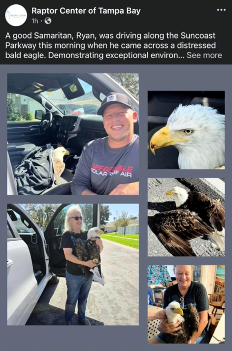 Raptor Center of Tampa Bay 1h -> A good Samaritan, Ryan, was driving along the Suncoast Parkway this morning when he came across a distressed bald eagle. Demonstrating exceptional environ... See more ABLE SOLAR RUF AIR
