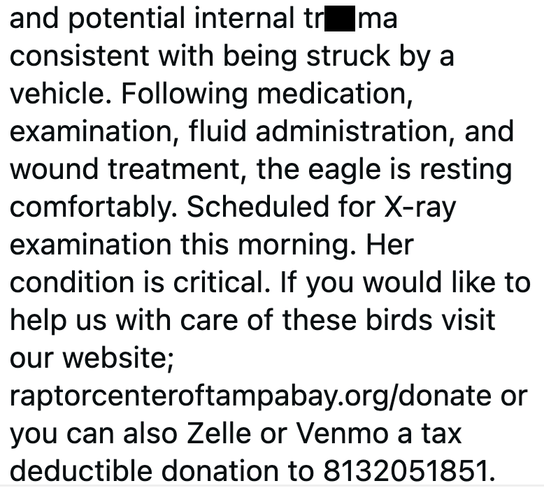 and potential internal tr ma consistent with being struck by a vehicle. Following medication, examination, fluid administration, and wound treatment, the eagle is resting comfortably. Scheduled for X-ray examination this morning. Her condition is critical. If you would like to help us with care of these birds visit our website; raptorcenteroftampabay.org/donate or you can also Zelle or Venmo a tax deductible donation to 8132051851.