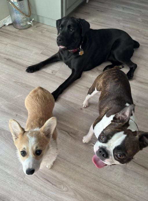 Cheezburger Image 10639087360