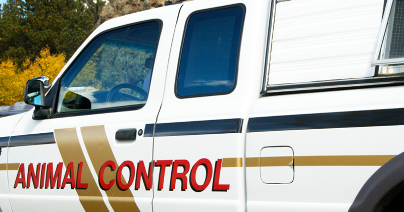 Animal Control Car