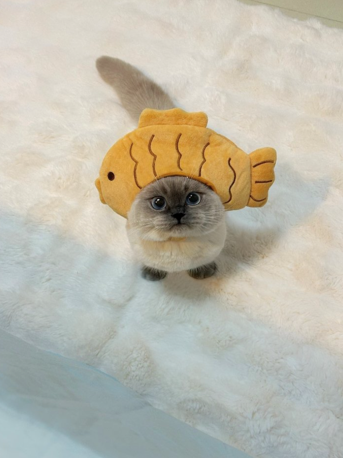 Cheezburger Image 10639092736