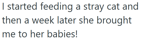 I started feeding a stray cat and then a week later she brought me to her babies!