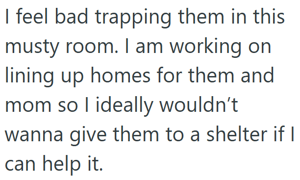 I feel bad trapping them in this musty room. I am working on lining up homes for them and mom so I ideally wouldn't wanna give them to a shelter if I can help it.