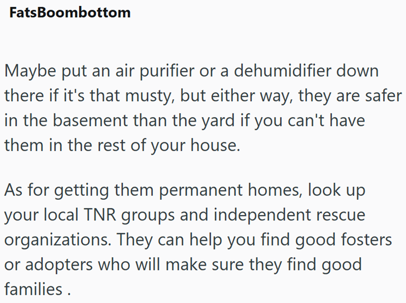 FatsBoombottom Maybe put an air purifier or a dehumidifier down there if it's that musty, but either way, they are safer in the basement than the yard if you can't have them in the rest of your house. As for getting them permanent homes, look up your local TNR groups and independent rescue organizations. They can help you find good fosters or adopters who will make sure they find good families.