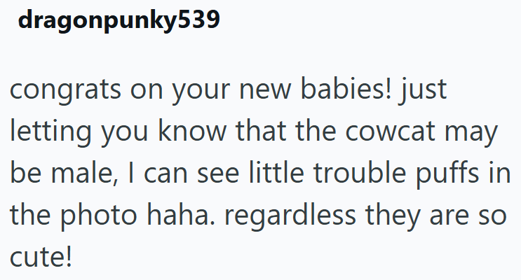 dragonpunky539 congrats on your new babies! just letting you know that the cowcat may be male, I can see little trouble puffs in the photo haha. regardless they are so cute!