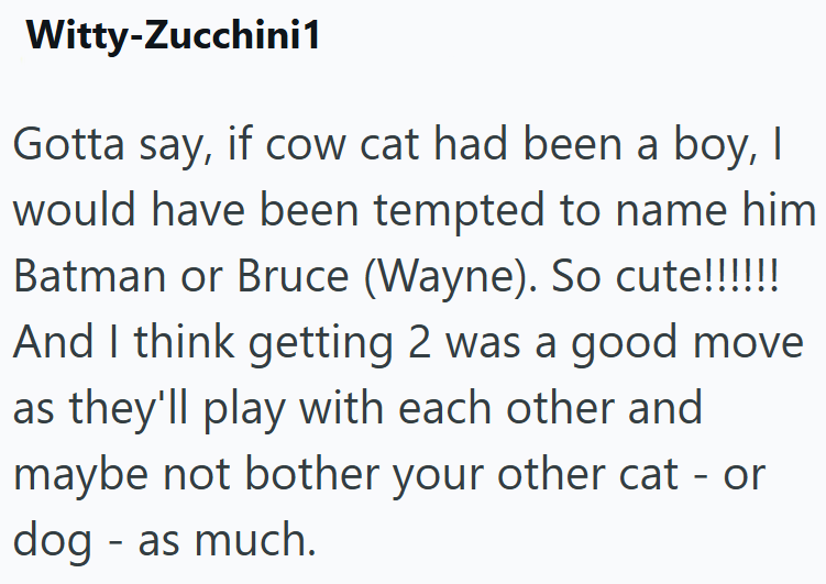 Witty-Zucchini1 Gotta say, if cow cat had been a boy, I would have been tempted to name him Batman or Bruce (Wayne). So cute!!!!!! And I think getting 2 was a good move as they'll play with each other and maybe not bother your other cat - or dog - as much.