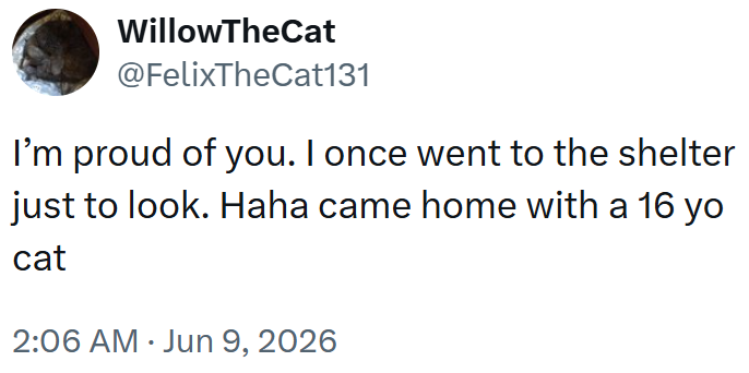 WillowTheCat @FelixTheCat131 I'm proud of you. I once went to the shelter just to look. Haha came home with a 16 yo cat 2:06 AM Jun 9, 2026 •