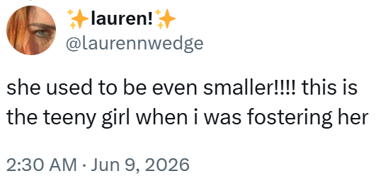+lauren!+ @laurennwedge she used to be even smaller!!!! this is the teeny girl when i was fostering her 2:30 AM ⚫ Jun 9, 2026