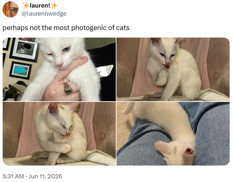 lauren! @laurennwedge perhaps not the most photogenic of cats 5:31 AM Jun 11, 2026