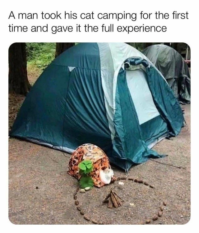 A man took his cat camping for the first time and gave it the full experience
