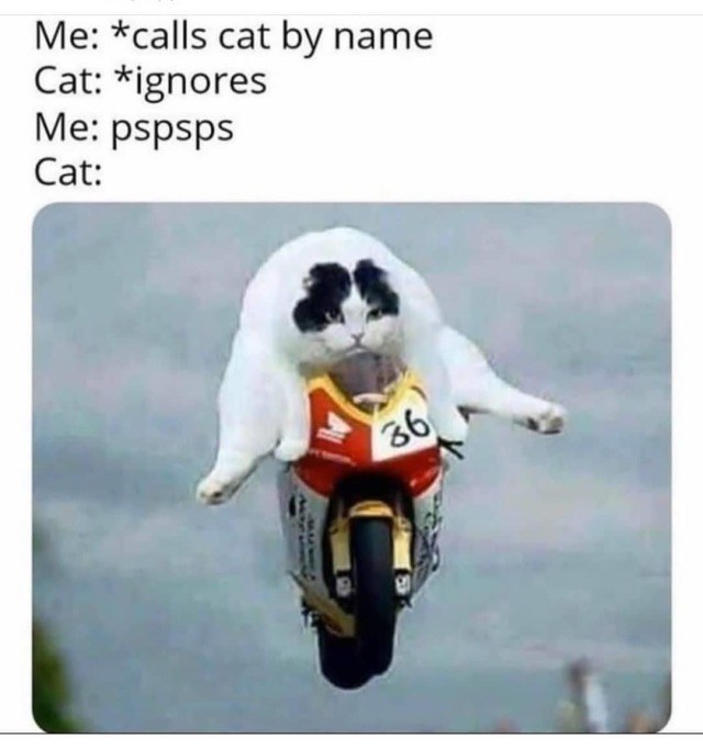 Me: *calls cat by name Cat: *ignores Me: pspsps Cat: 36