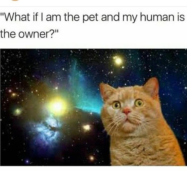 "What if I am the pet and my human is the owner?"
