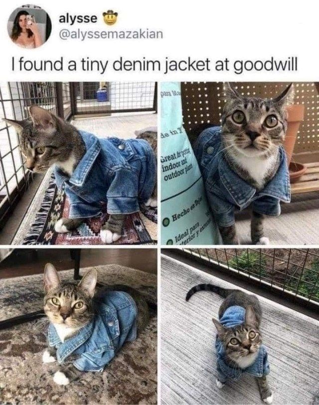 alysse @alyssemazakian I found a tiny denim jacket at goodwill para Ma de in T Great Ar indoor and outdoor plant Hecho or Ideal para erior y exte
