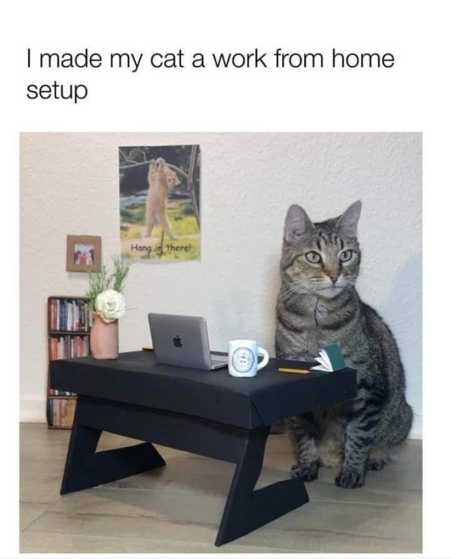 I made my cat a work from home setup Hang in there!
