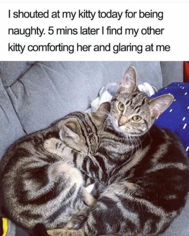 I shouted at my kitty today for being naughty. 5 mins later I find my other kitty comforting her and glaring at me