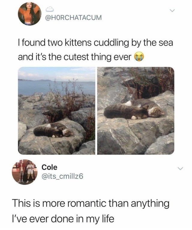 @HORCHATACUM I found two kittens cuddling by the sea and it's the cutest thing ever Cole @its_cmillz6 This is more romantic than anything I've ever done in my life