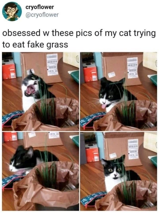 cryoflower @cryoflower obsessed w these pics of my cat trying to eat fake grass