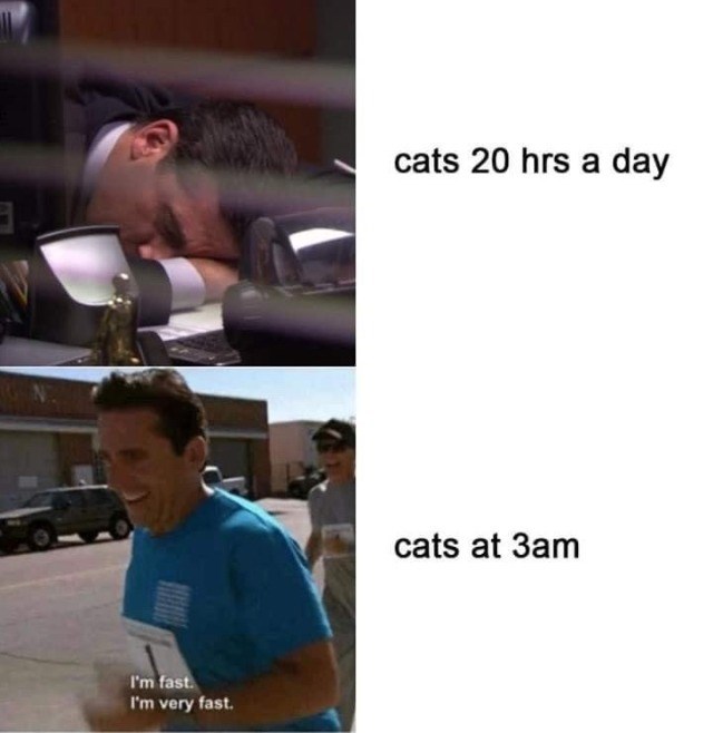 I'm fast. I'm very fast. cats 20 hrs a day cats at 3am