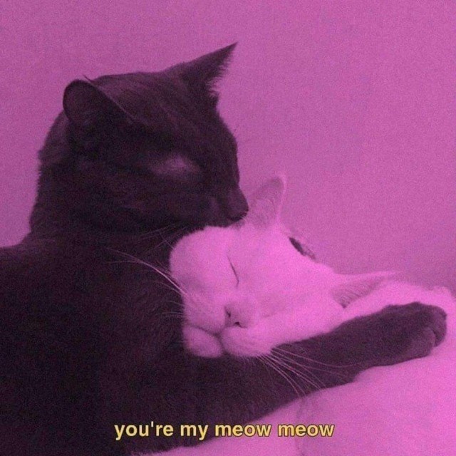 you're my meow meow