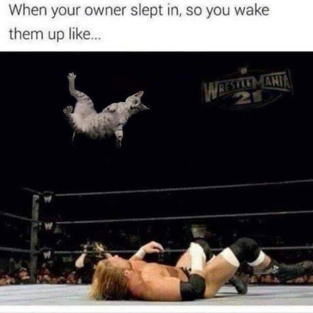 When your owner slept in, so you wake them up like... WRESTLEMANIA 21