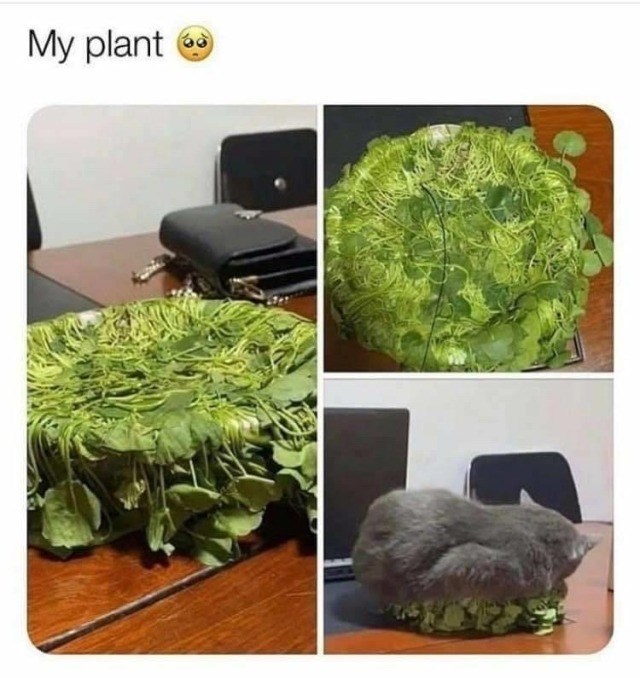 My plant →