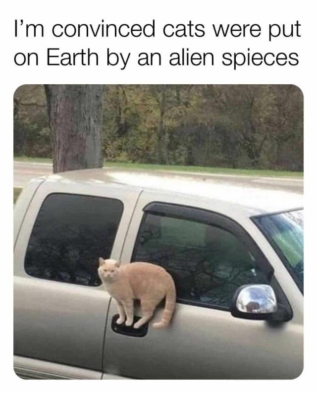 I'm convinced cats were put on Earth by an alien spieces