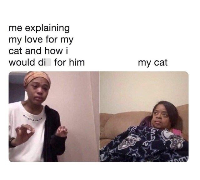 me explaining my love for my cat and how i would di for him my cat MB