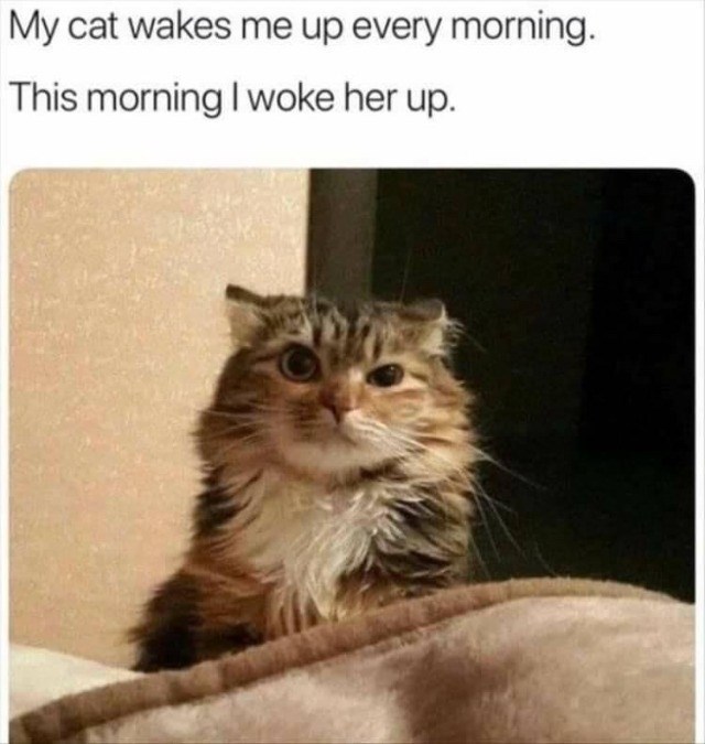 My cat wakes me up every morning. This morning I woke her up.