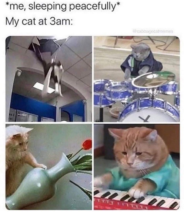 *me, sleeping peacefully* My cat at 3am: @cabongecatmemes