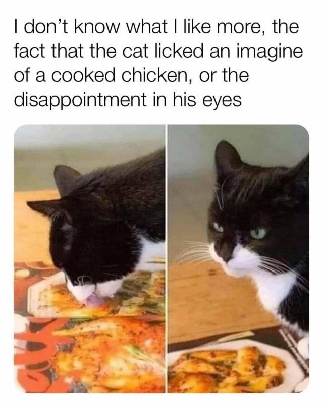 I don't know what I like more, the fact that the cat licked an imagine of a cooked chicken, or the disappointment in his eyes.